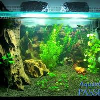 Interventi di pulizia acquario, cambio acqua, ecc