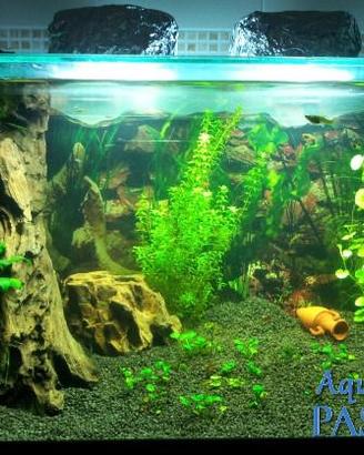 Interventi di pulizia acquario, cambio acqua, ecc