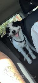 Cucciolo di meticcio