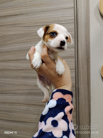 Cuccioli di jack Russell nani
