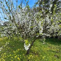 Terreno agricolo