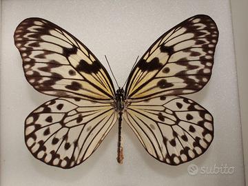 quadro farfalla tropicale bianca 