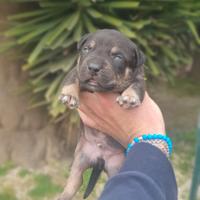 Pitbull tricolor