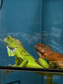 Iguana verde + rossa + teca