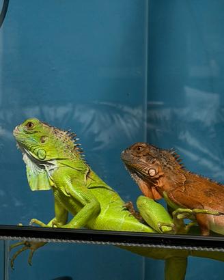 Iguana verde + rossa + teca