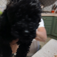 Barboncino nano nero