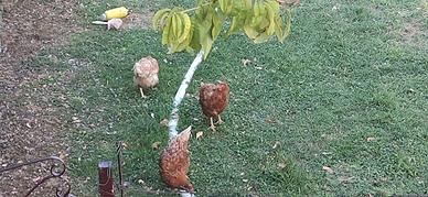 galline ovaiole