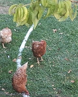 galline ovaiole