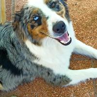 Pastore Australiano (femminuccia)