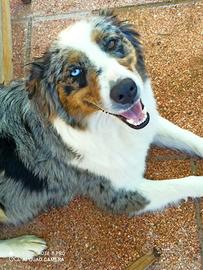 Pastore Australiano (femminuccia)