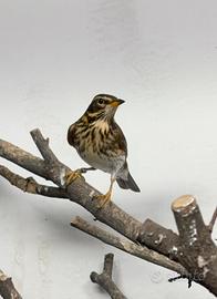 Tordi sasselli tordi bottacci