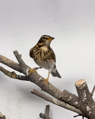 Tordi sasselli tordi bottacci