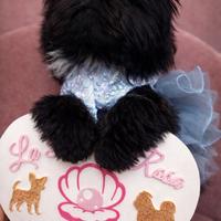 Cucciola shih tzu imperiale