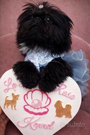 Cucciola shih tzu imperiale