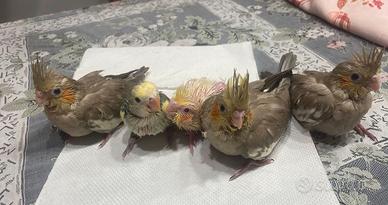 Calopsite allevate a mano