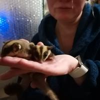 Petauro dello zucchero