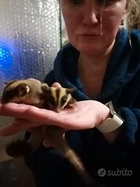 Petauro dello zucchero