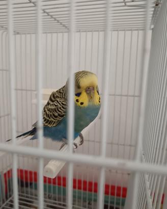 cocorita maschio