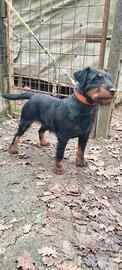 Jagd terrier cuccioli