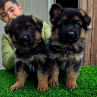 Cuccioli di pastore tedesco