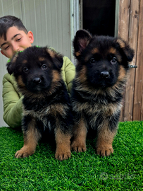 Cuccioli di pastore tedesco