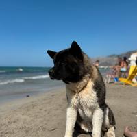 Akita Americano per Monta