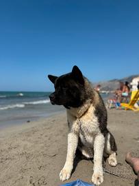 Akita Americano per Monta