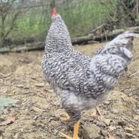 Galli razza olive egger e legbar