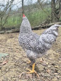 Galli razza olive egger e legbar