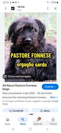 Pastore fonnese puro