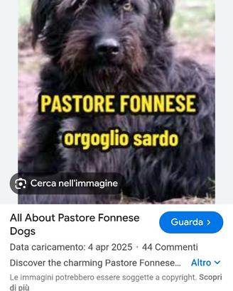 Pastore fonnese puro
