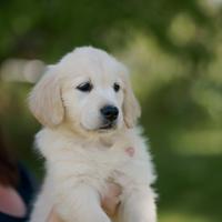 Cuccioli Golden