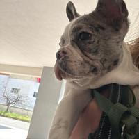 Bulldog francese
