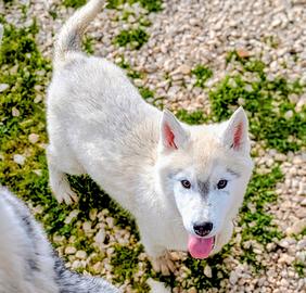 Cucciolo di Siberian Husky