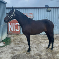 Cavalla spagnola di 7 anni inizio doma