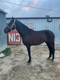 Cavalla spagnola di 7 anni inizio doma