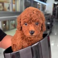 Cuccioli di barboncini rossiccio