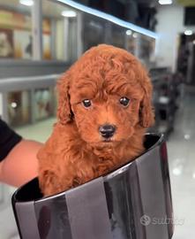 Cuccioli di barboncini rossiccio