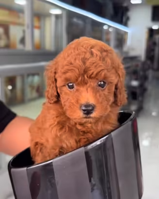 Cuccioli di barboncini rossiccio