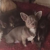 Cucciola lilac chihuahua
