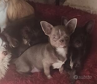 Cucciola lilac chihuahua