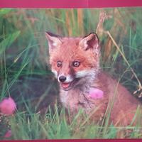 Poster animali 30x42