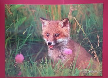 Poster animali 30x42