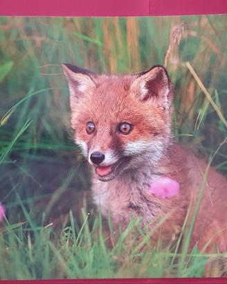 Poster animali 30x42