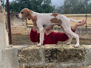 Cucciolo pointer