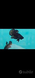 Pesci Betta vari