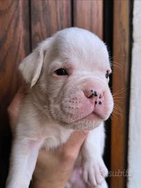Cucciolo boxer bianco
