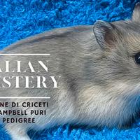 Criceti Nani Campbell puri Cuccioli