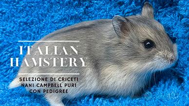 Criceti Nani Campbell puri Cuccioli