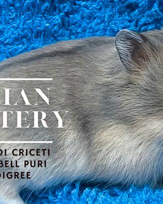 Criceti Nani Campbell puri Cuccioli